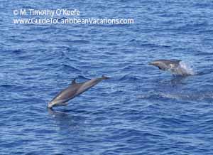 Dominica Spinner Dolphin